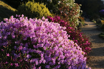 Obraz premium Rhododendron