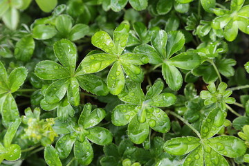 Fresh leaves after rain