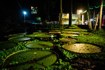 victoria regias Amazonas