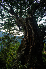 tree in the forest