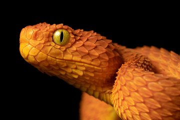 Female Variable Bush Viper Snake (Atheris squamigera) - Orange variation