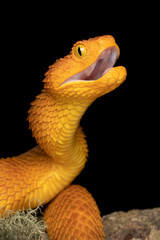 Female Variable Bush Viper Snake (Atheris squamigera) - Orange variation