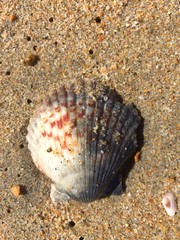 sea shell on the beach
