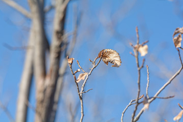 A dried up leaf left on a tree in the winter on the prairie