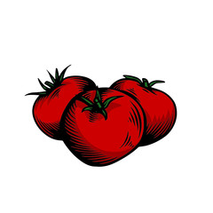 hand drawn tomato fruit vegetable 01
