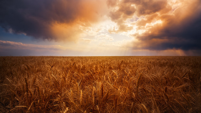 A wheat field on a farm at sunset on the eastern plains of  Colorado. There is a very dramatic sunset.