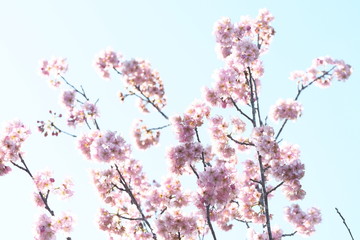 春先の桜