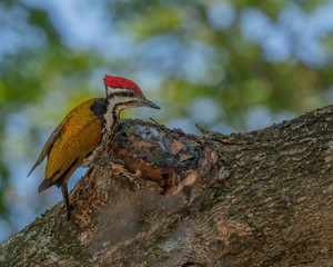 The Common Flameback Woodpecker (Dinopium javanense) is a species of bird in the family Picidae. It has a flaming golden back and long, solid black moustachial stripes