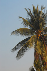 Fototapeta na wymiar Natural photos of coconut trees in the garden of Thailand