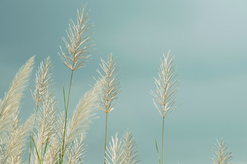 White Kans Grass flowers on pale blue sky background