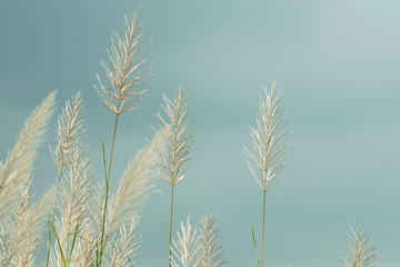 White Kans Grass flowers on pale blue sky background