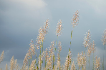 Saccharum spontaneum flower on cloudy sky background, golden kans grass and calm weather