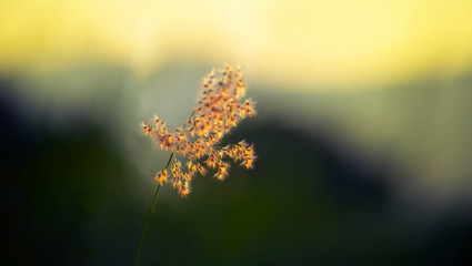 Soft focus inage of single Ruby Grass on blurred green background