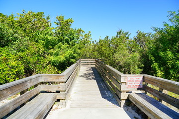 boardwalk crossing the swamp tree