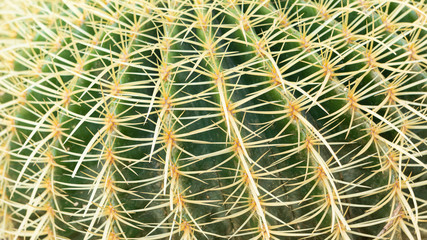 Cactus with a beautiful green name