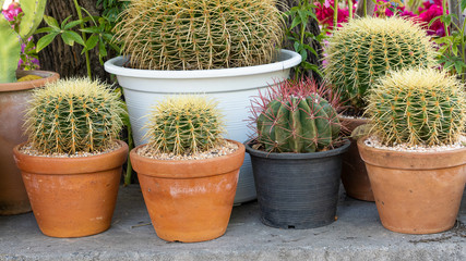 Cactus in many pots placed on the floor