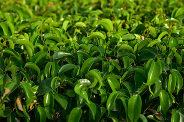 Obraz premium Banyan bush full frame is very green and fresh.