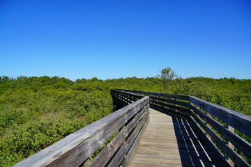 Obraz premium boardwalk crossing the swamp tree