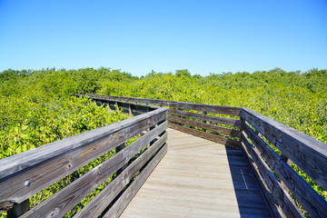 Fototapeta na wymiar boardwalk crossing the swamp tree