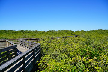 boardwalk crossing the swamp tree