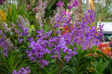 Obraz premium The colorful orchids are blooming brightly