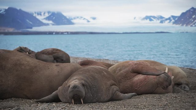 Walrus at Prins Karls Forland, Spitsbergen