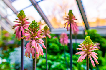 Veltheimia Bracteata Forest Lily Plant