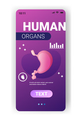 anatomical stomach structure human internal organ anatomy healthcare medical concept smartphone screen mobile app vertical copy space vector illustration