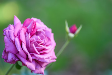 Macro2020-Rose3