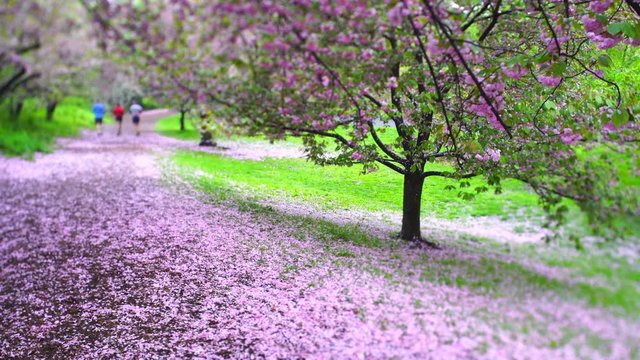 Myriad of fallen Cherry petals cover the footpath in the morning at Central Park New York City NY USA on May. 2019.