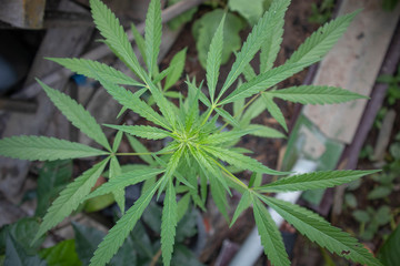 Cannabis trees are growing
