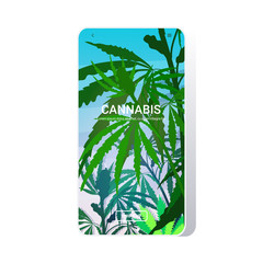 hemp industrial plantation medical cannabis or marijuana leaves background drug consumption concept smartphone screen mobile app copy space vector illustration