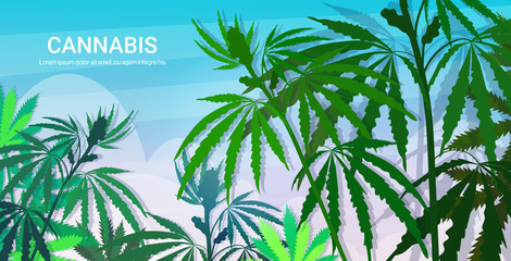 Obraz premium hemp industrial plantation medical cannabis or marijuana leaves background drug consumption concept horizontal copy space vector illustration