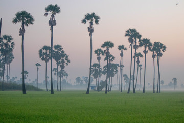 Lush rice fields and palm trees in middle