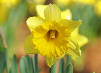 Yellow Trumpet Daffodil 'Early Sensation' flower at full bloom