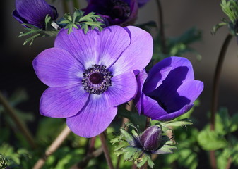 Beautiful violet color of Poppy Anemone flower