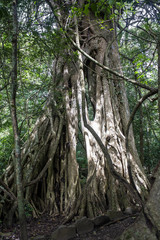 Obraz premium Rincón de la Vieja National Park, Tangled Fig Tree