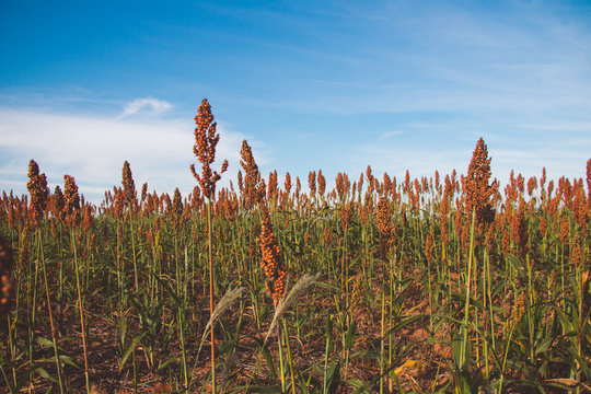 sorghum bicolor milho-zaburro mapira massambala plantation
