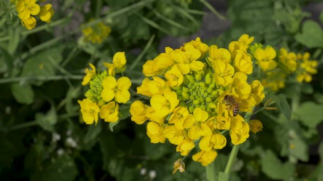 Close Up of Bees Pollinating Yellow Flowers
