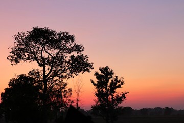 Fototapeta na wymiar The silhouette of a tree with the twilight sky