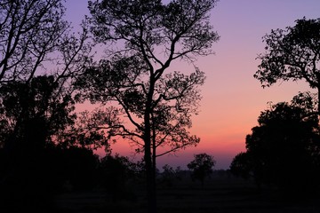Fototapeta premium The silhouette of a tree with the twilight sky