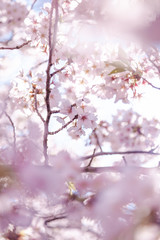 目黒川の桜