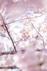 Obraz premium 目黒川の桜