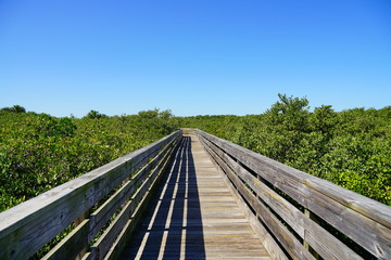 The landscape of Florida Palm Harbor beach