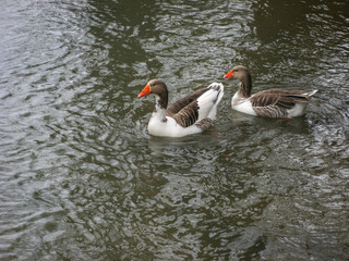 Gray geese swimming in the water. Two domestic Geese Swimming in pond.