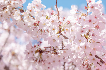 Fototapeta premium 目黒川の桜