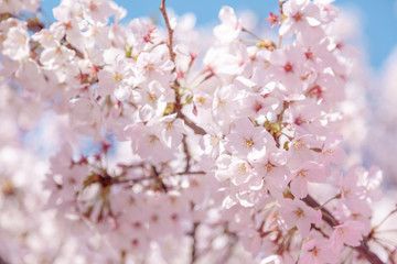 目黒川の桜