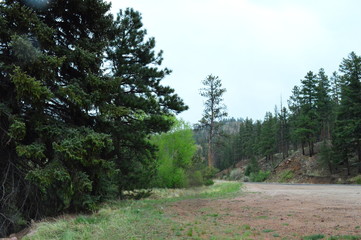 road in the forest