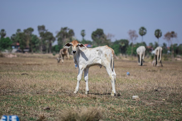 cute baby cow stand on rice field and look at the camera