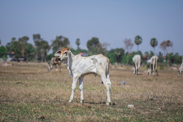 cute baby cow stand on rice field